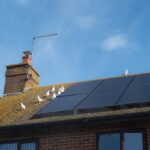 Vogelschroot gebruiken bij zonnepanelen bescherming